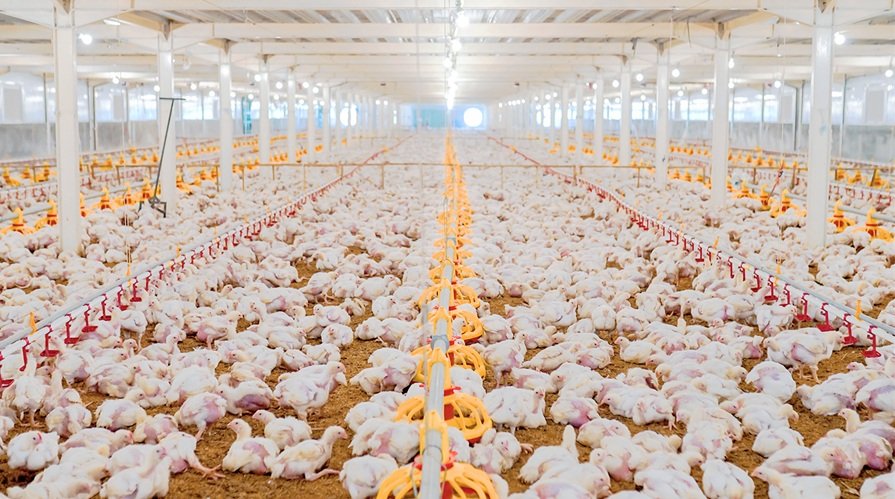 WMPP Membalikkan Keadaan, Cermin Prospek Industri Pangan