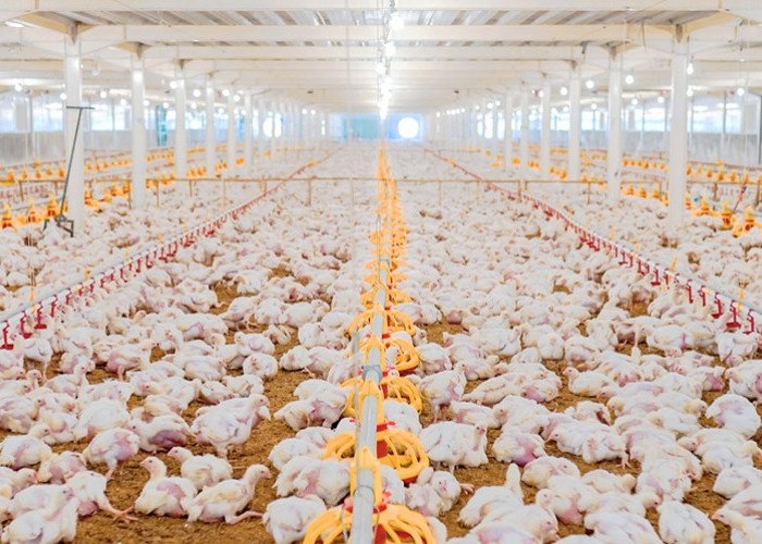 WMPP Membalikkan Keadaan, Cermin Prospek Industri Pangan