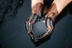 Harga Minyak Mentah Sawit (CPO) Turun 6,07 Persen November 2026