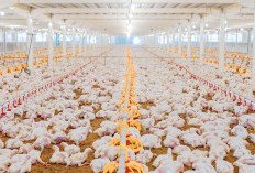WMPP Membalikkan Keadaan, Cermin Prospek Industri Pangan